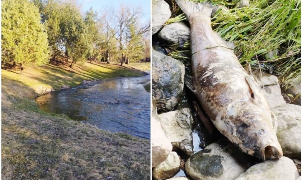 Vaikščiodamas upelio pakrantėmis Ruslanas Linevas aptiko labai didelės žuvies gaišeną.