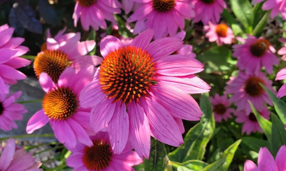 Rausvažiedė ežiuolė (Echinacea purpurea)