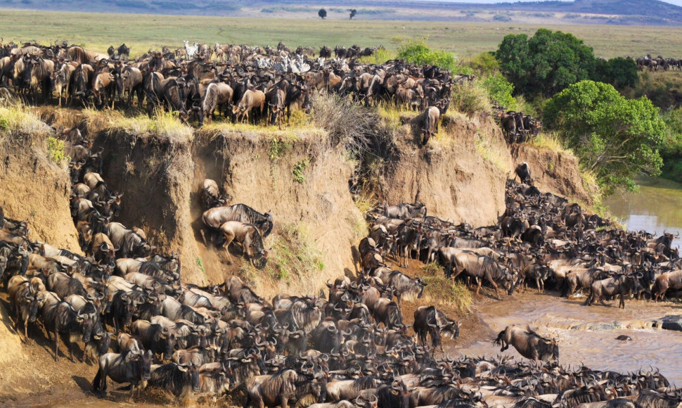 Antilopių gnu migracija Serengetyje