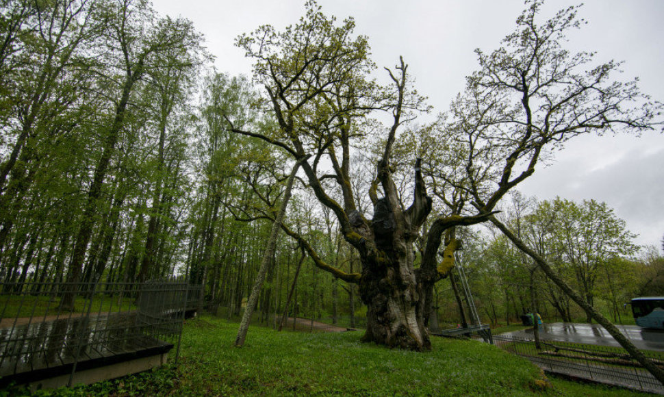 Stelmužės ąžuolas