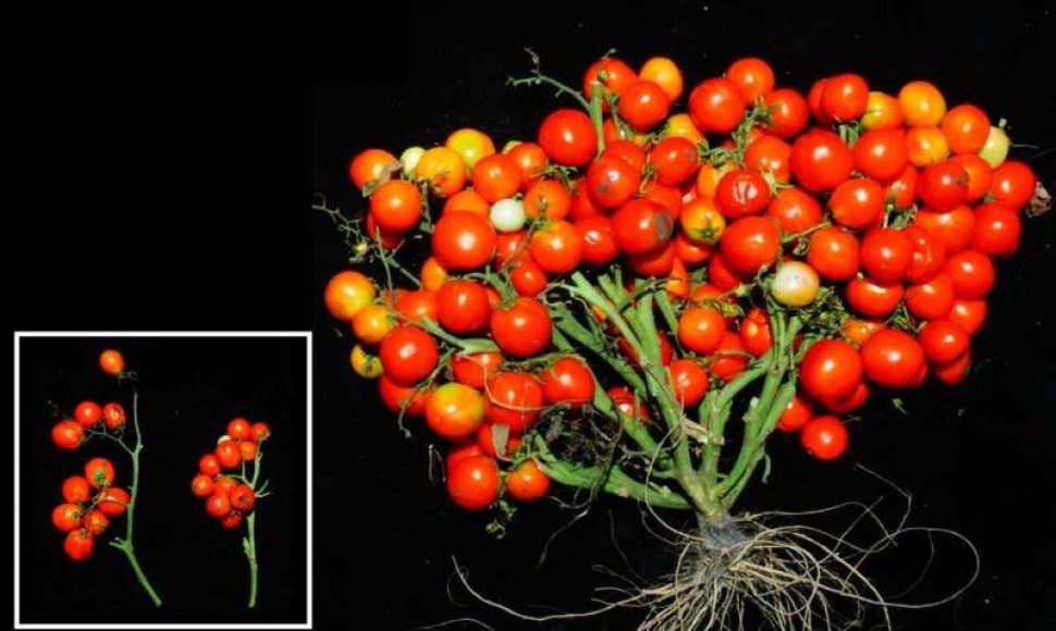 Genetiškai modifikuoti pomidorai auga su labai trumpais augalo stiebais. Lapai nukarpyti, kad geriau matytųsi patys pomidorai
