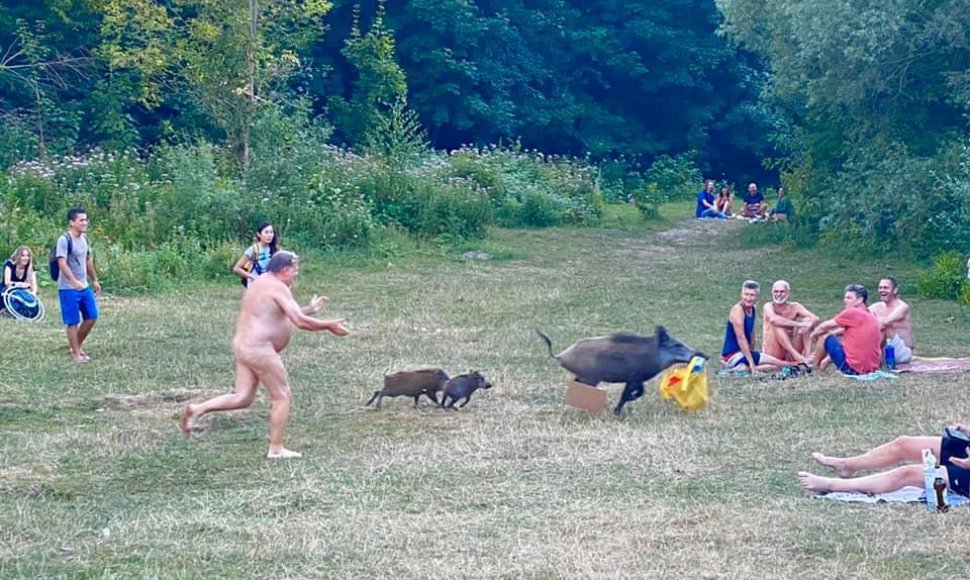 Vokietijoje nudistas vaikėsi jo nešiojamąjį kompiuterį nugvelbusią šernę