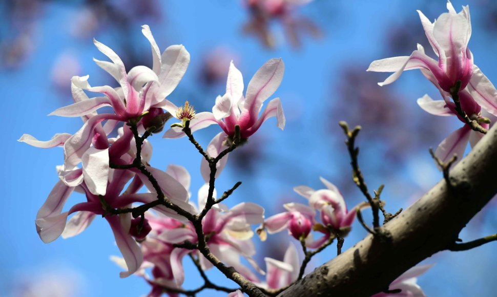 Pirmosios gėlės priminė magnolijų žiedus