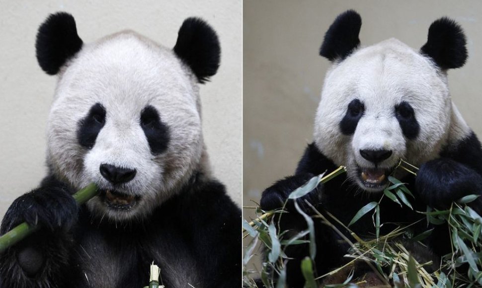 Pandos patinėlis Yang Guang (kairėje) ir patelė Tian Tian (dešinėje)