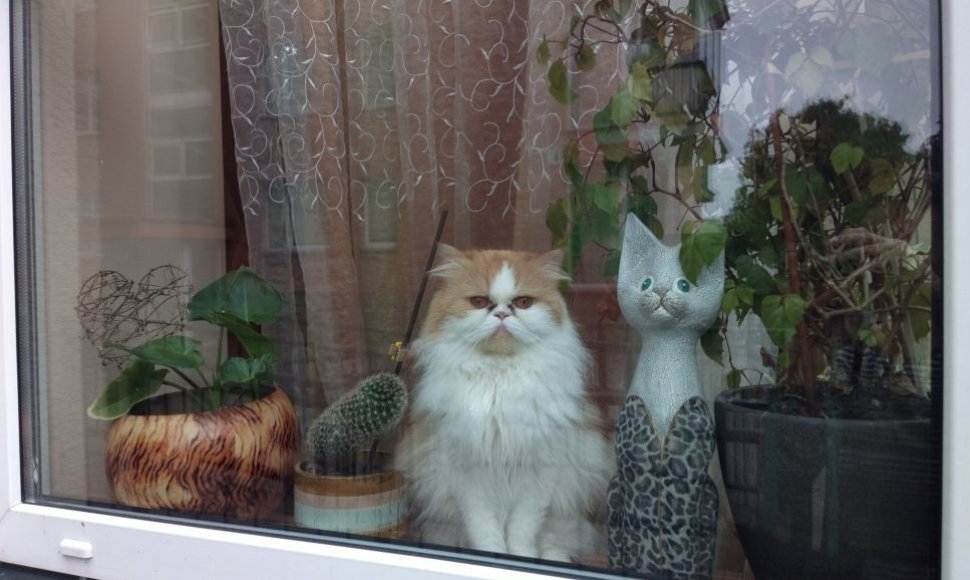 Būstas, katės už lango