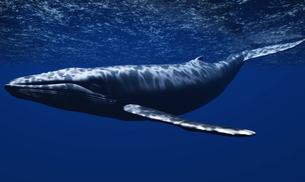 Banginis – garbinamas jūrų žinduolis. Vidurio ir Pietų Vietnamo pakrantės zonose jis yra laikomas šventa būtybe.