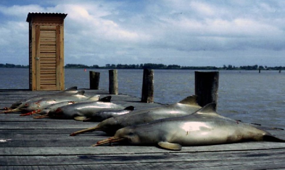 Į krantą ištraukti negyvi La Platos delfinai