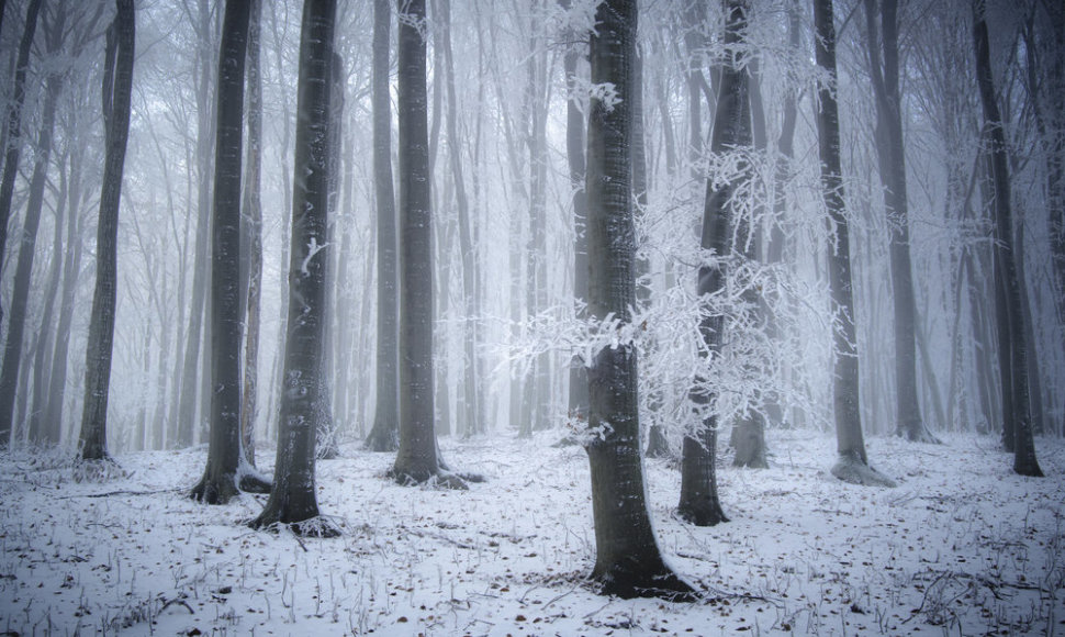 Miškas žiemą