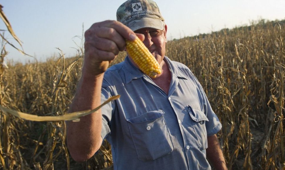 Ūkininkas rodo kokie nedideli kukurūzai išaugo.