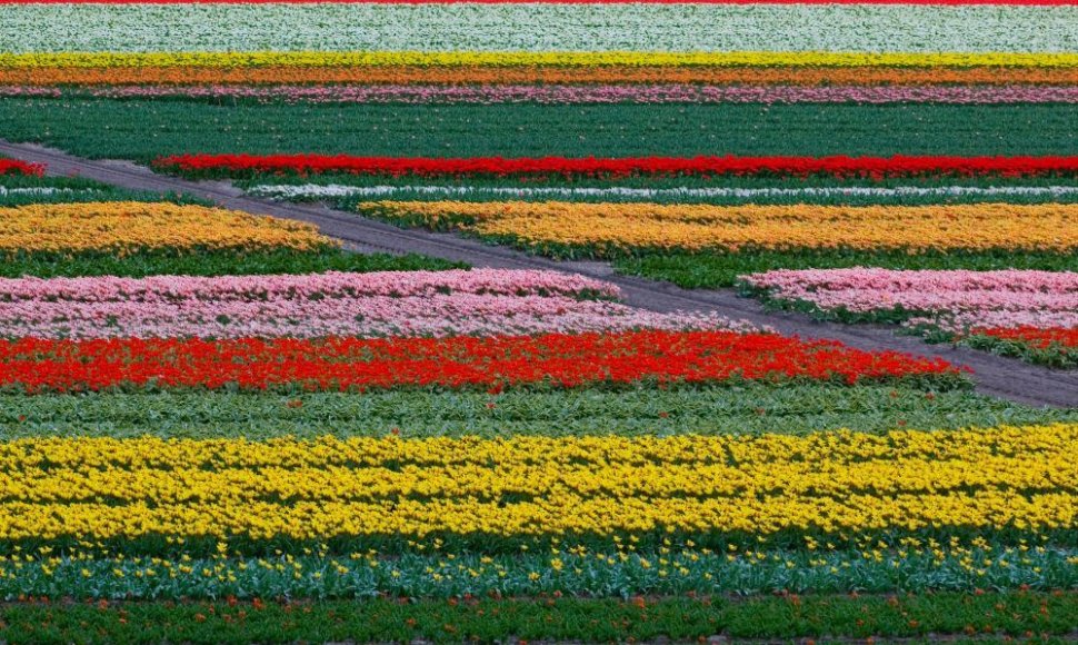 Tulpių laukai Olandijoje 