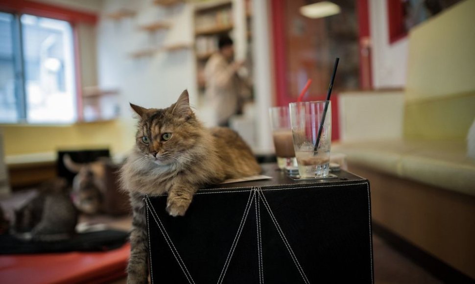 Katė „Kyariko“ kavinėje
