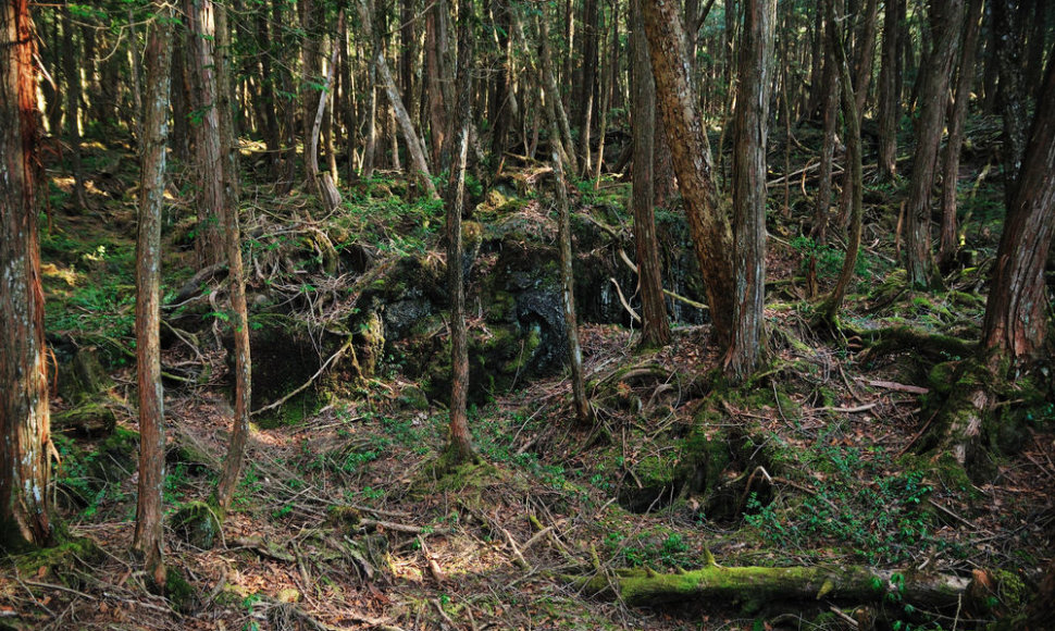 Aokigaharos savižudžių miškas Japonijoje
