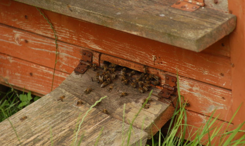 Darbštuolėmis tituluojamos bitės šį pavasarį sunešti medaus neskuba. 