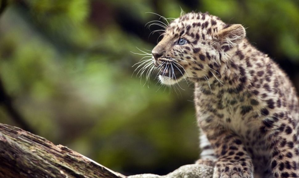 Amūrinis leopardas Argounas