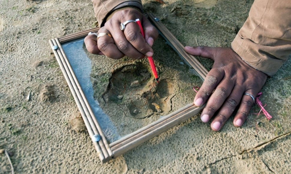 Šiaurės Indijoje klaidžiojantis tigras žmogėdra sudraskė jau devintą savo auką
