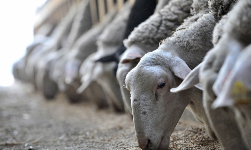 Kinijos provincijoje elektroninių įrenginių galima nusipirkti už avis