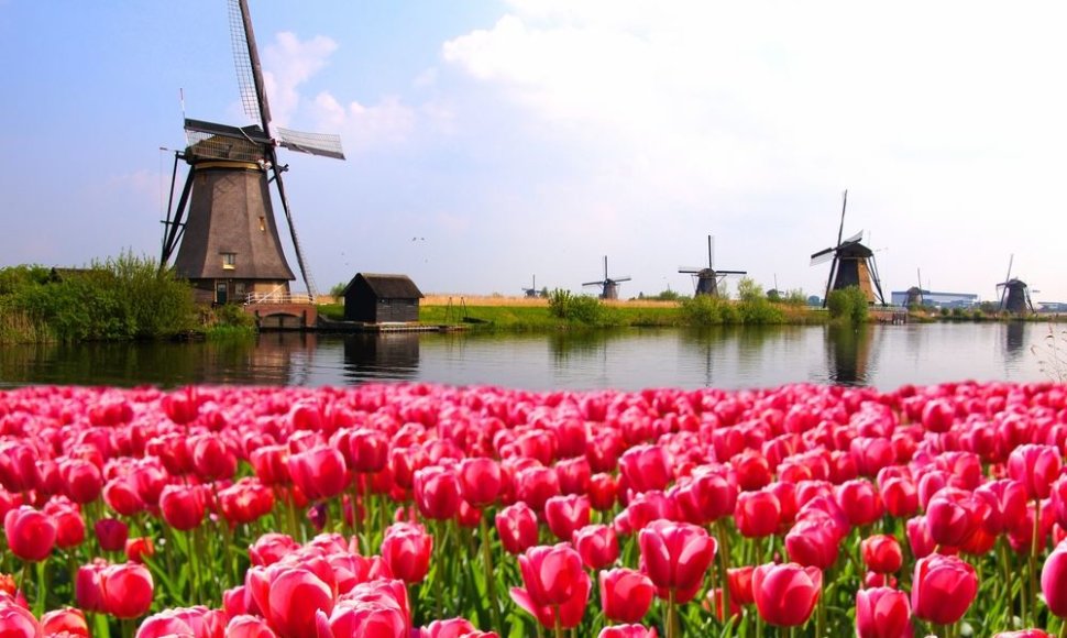 Nyderlanduose šiuo metu prasideda tulpių žydėjimo šventės