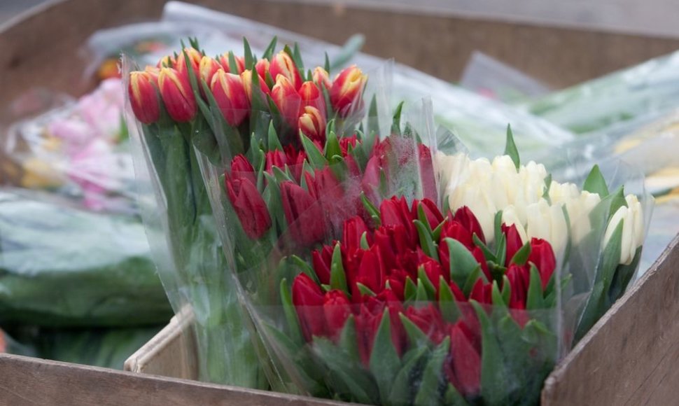 Tulpės – populiariausios gėlės kovo 8-ąją