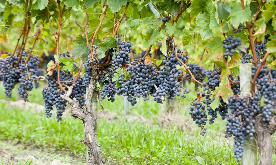 Vynuogynas Prancūzijoje