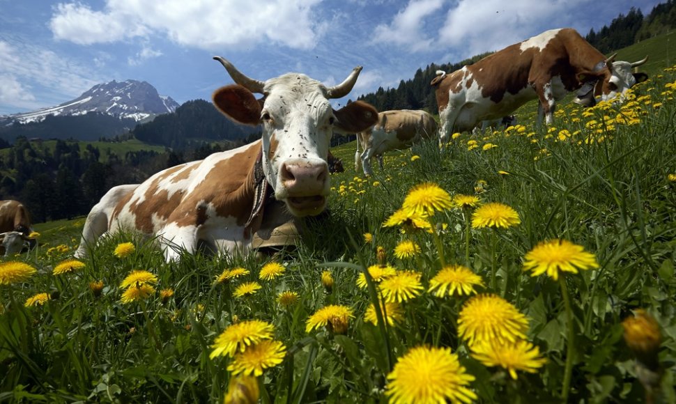 Karvės Šveicarijos kalnuose