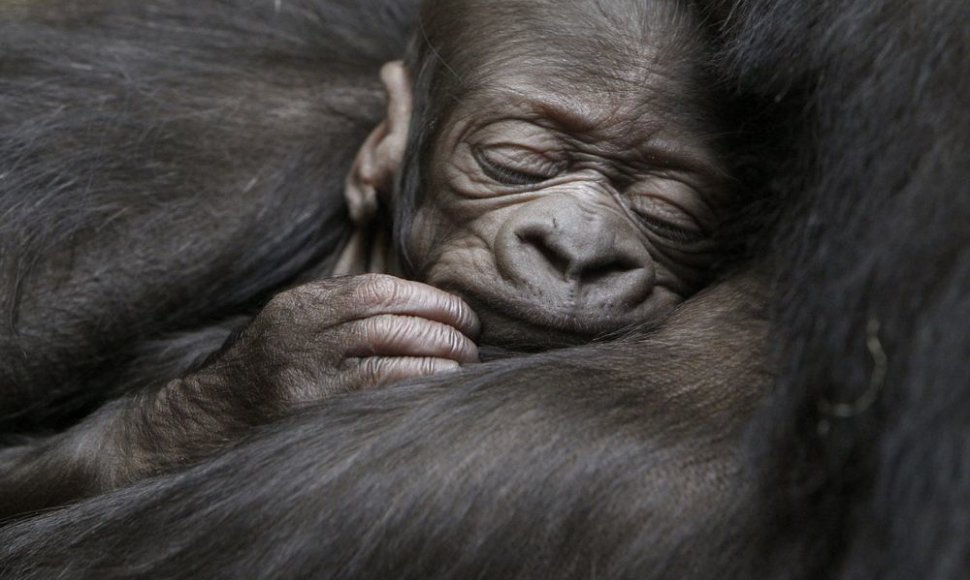 Gorilos jauniklis