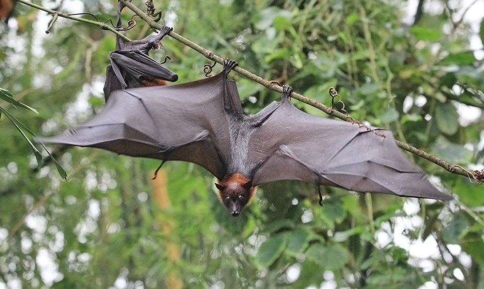 Didžiausi šikšnosparniai žemėje - skraidančios lapės