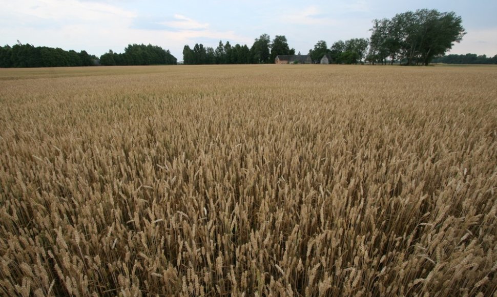 Joniškio rajone javų laukais rieda kombainai