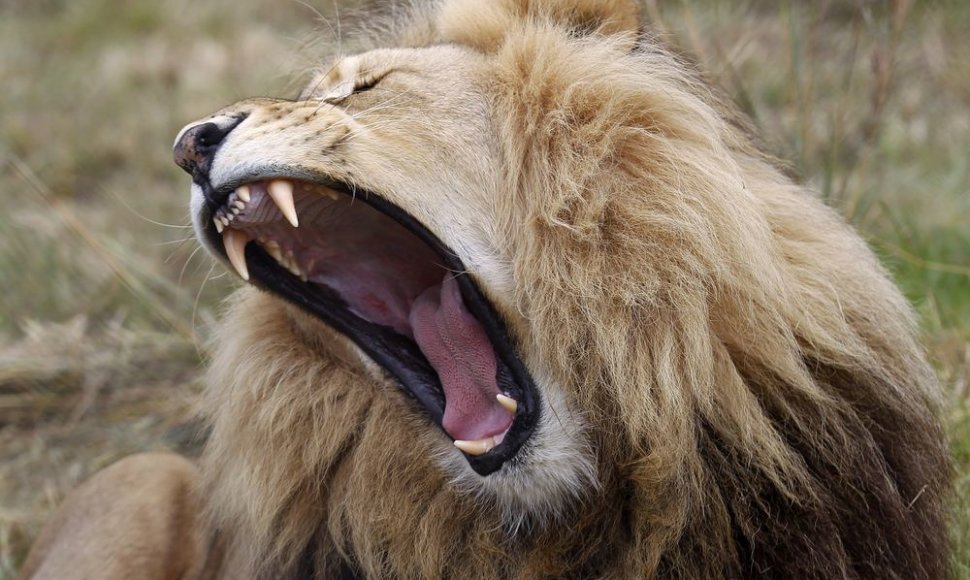 Gyvūnų karalius - liūtas