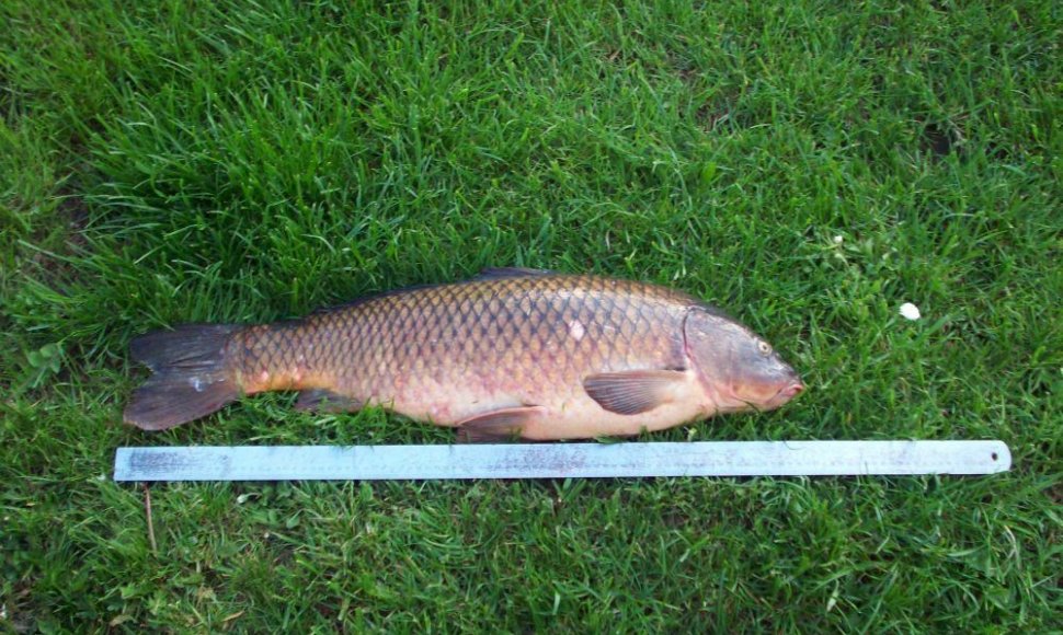 Kazimiro karpis: 8,5 kg., 81 cm, sugautas Spenglos ežere.