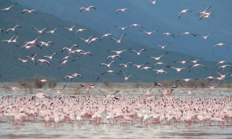 Flamingais ir geizeriais garsėjantis Bogorijos ežeras