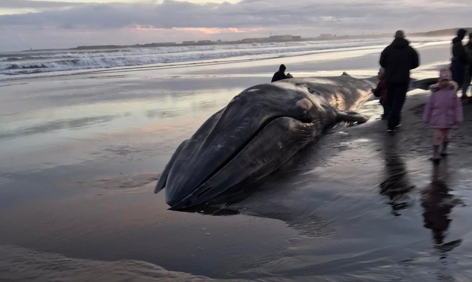 Islandijos paplūdimyje lietuvis užfiksavo bangų išmestą nugaišusį banginį