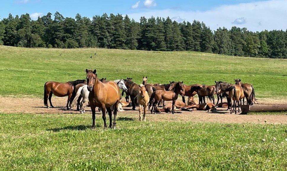 Žirgų banda