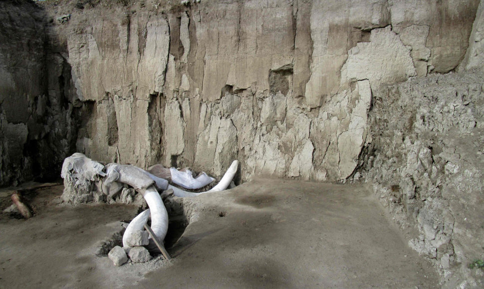 Meksikoje atrasti mamutų kaulai