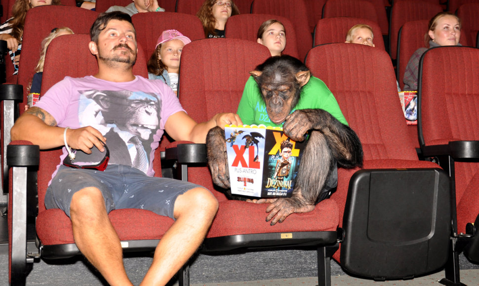 Šimpanzė Džonis dirbo kino teatre