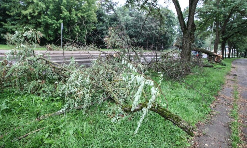 Per audrą i&scaron;vartyti medžiai tebetvarkomi
