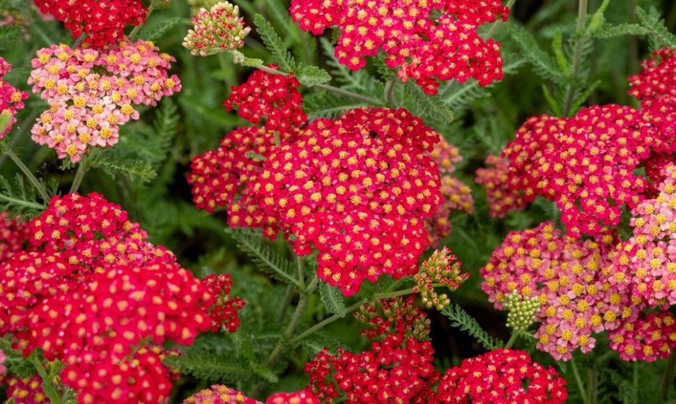 Kraujažolė (lot. Achillea millefolium) „Sassy Summer Sangria“