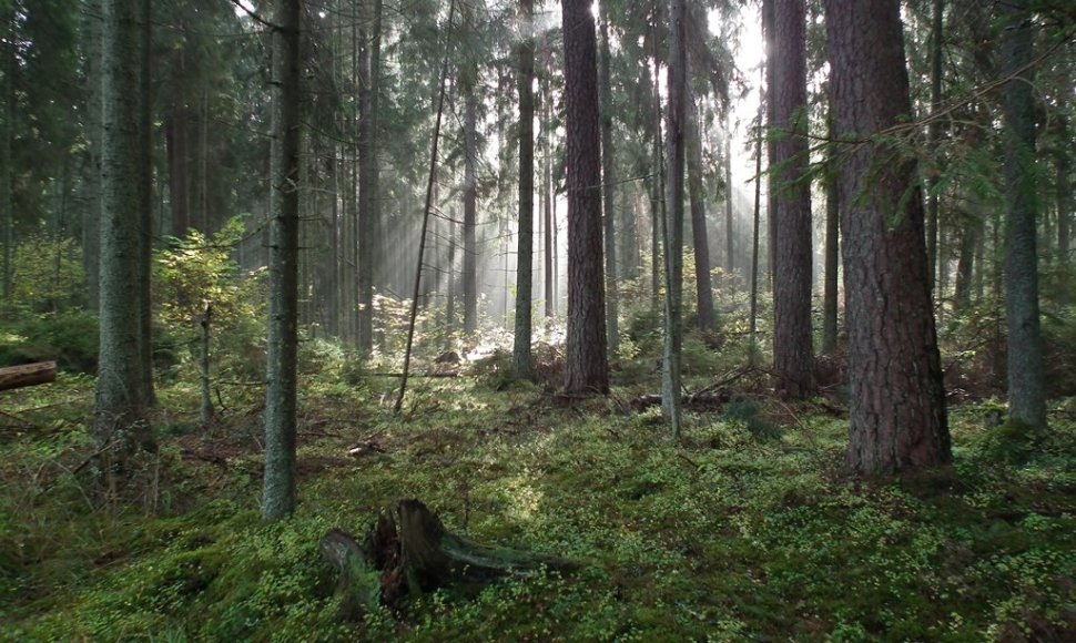 Ažvinčių botaninis draustinis