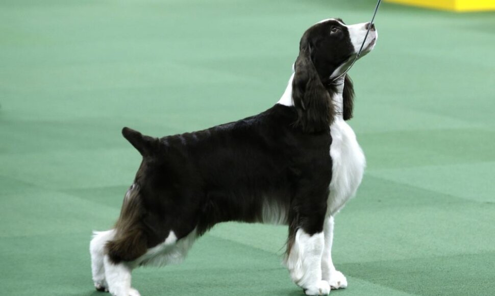 Springerspanielis