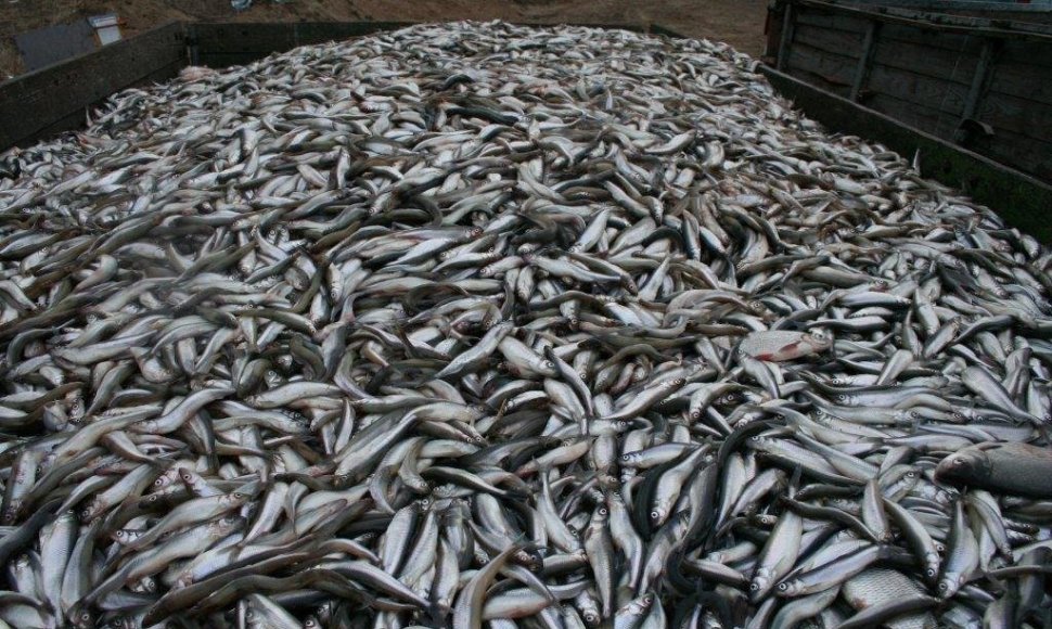 Praėjusiais metais žvejams iš vienos valkšnos pavykdavo pririnkti ir pusę tonos stintos.