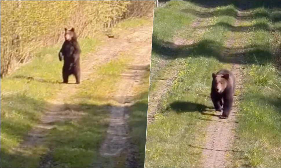 Pasieniečiai prie sienos su Baltarusija užfiksavo mešką