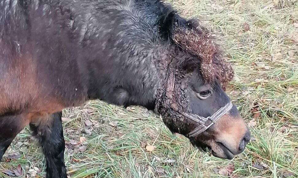 Lazdijų rajone nustatytas žiauraus elgesio su poniu atvejis