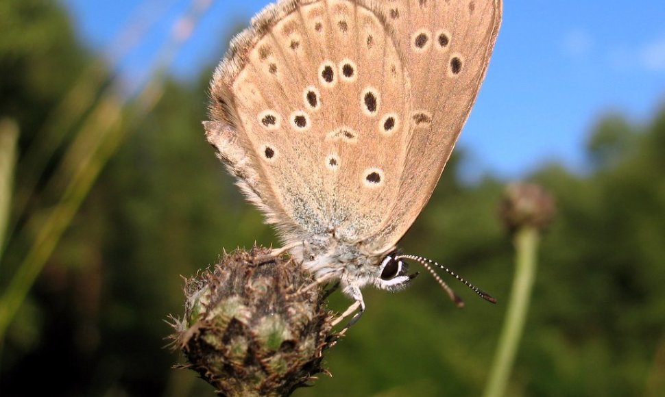 Gencijoninis melsvys (Phengaris alcon) 