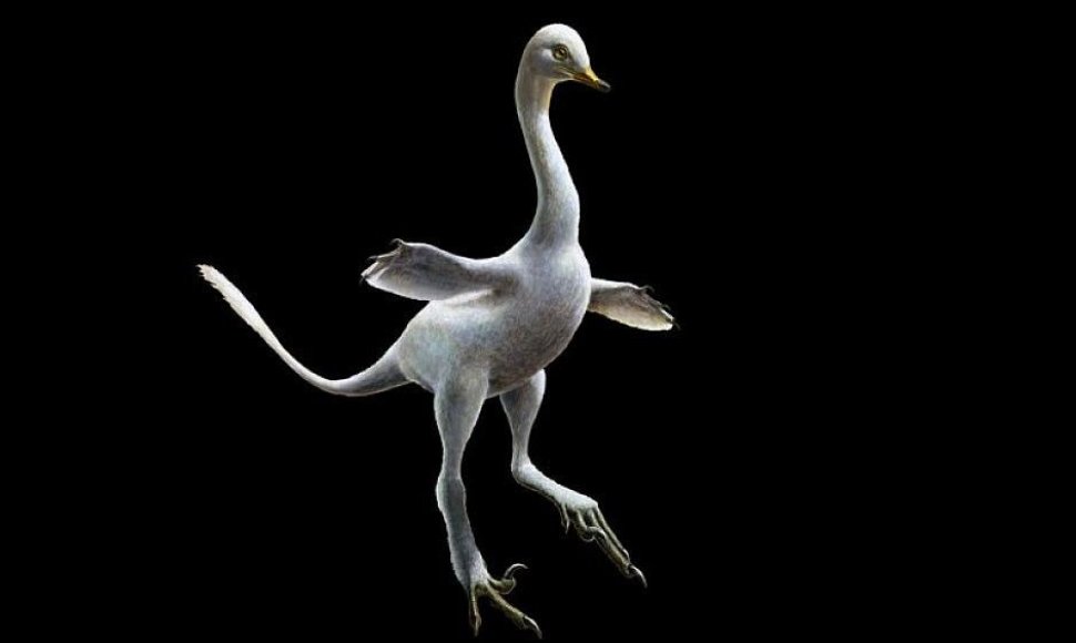Pirmasis ir vaikščiojantis, ir plaukiojantis dinozauras Halszkaraptor escuilliei