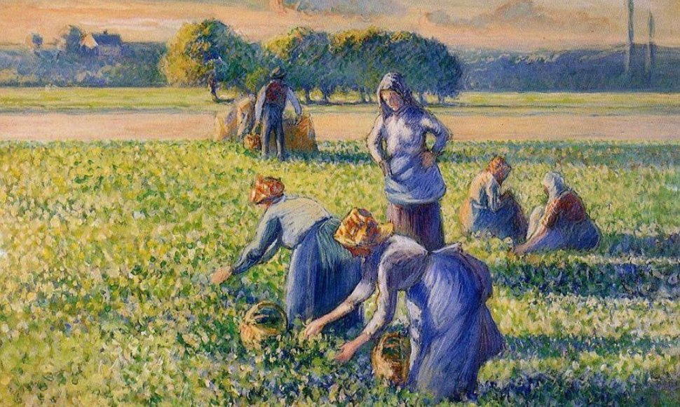 Camille'io Pissarro „La Cueillette des Pois“ (Žirnių skynimas) 