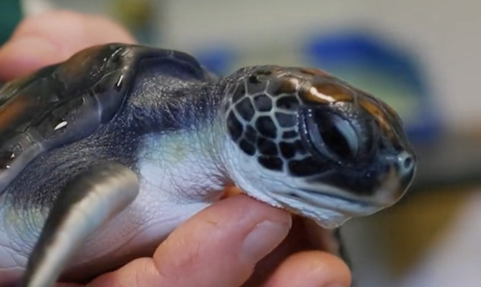 Žaliojo jūrų vėžlio jauniklis net 6 dienas tuštinosi vien plastiku