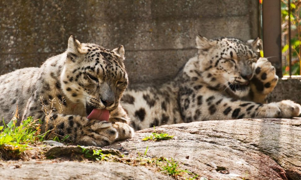 Snieginiai leopardai Korekeasaari zoologjos sode Helsinkyje