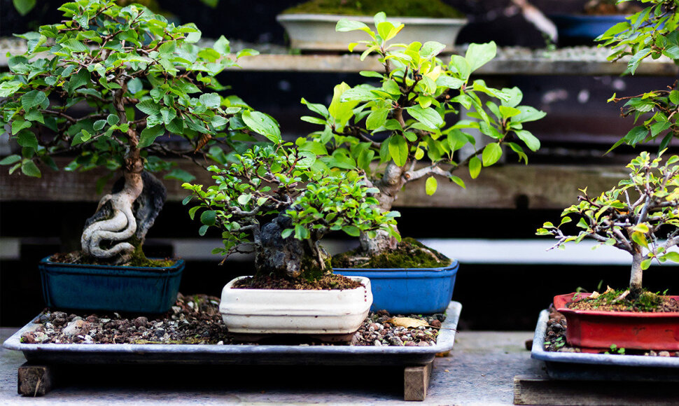 Objektyve - bonsai