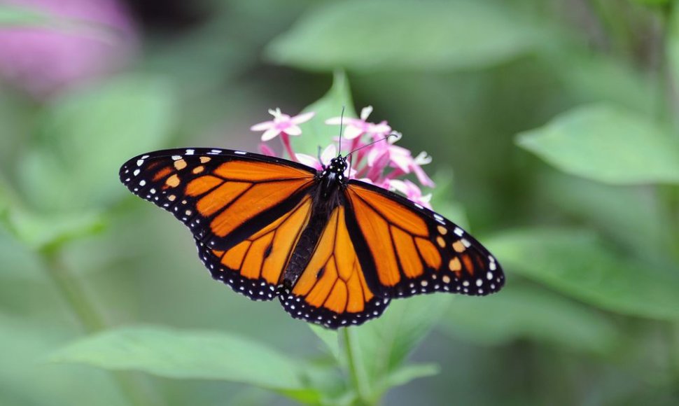 Monarchų drugeliai migruoja žiemoti į Meksiką