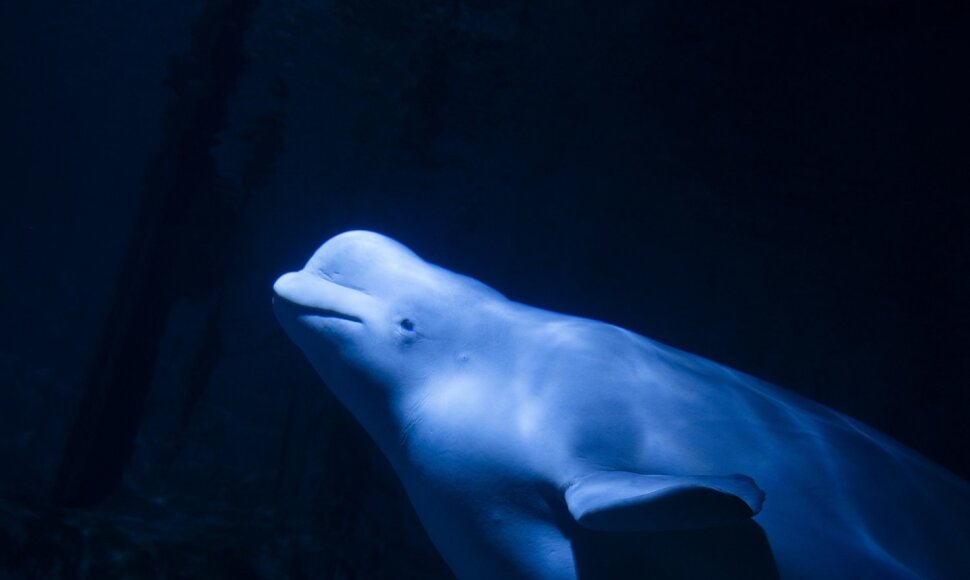Baltasis delfinas