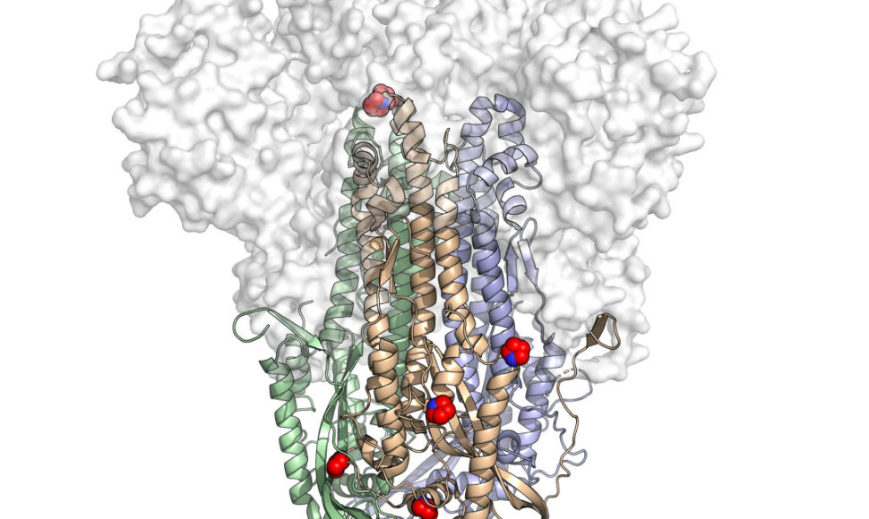 Modifikuoto baltymo struktūra